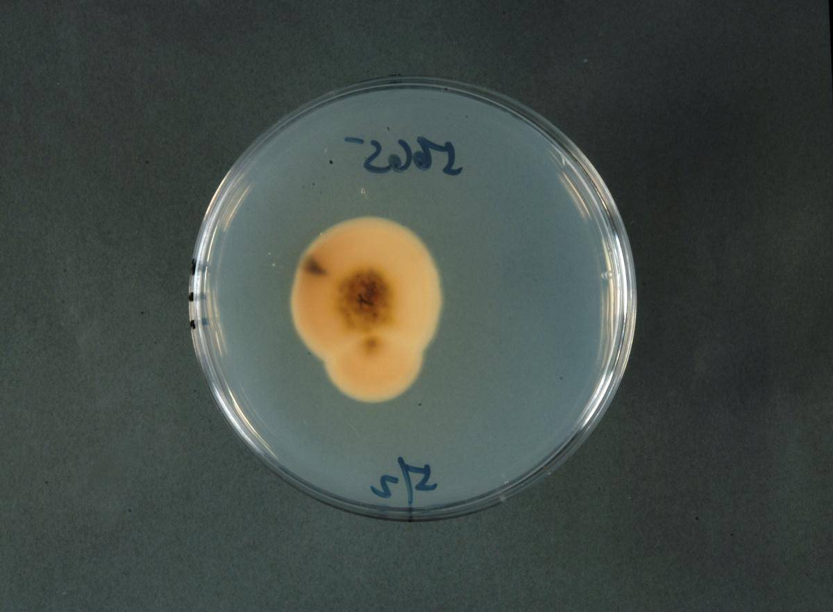 Penicillium janthinellum image