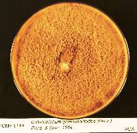 Glomerella cingulata image