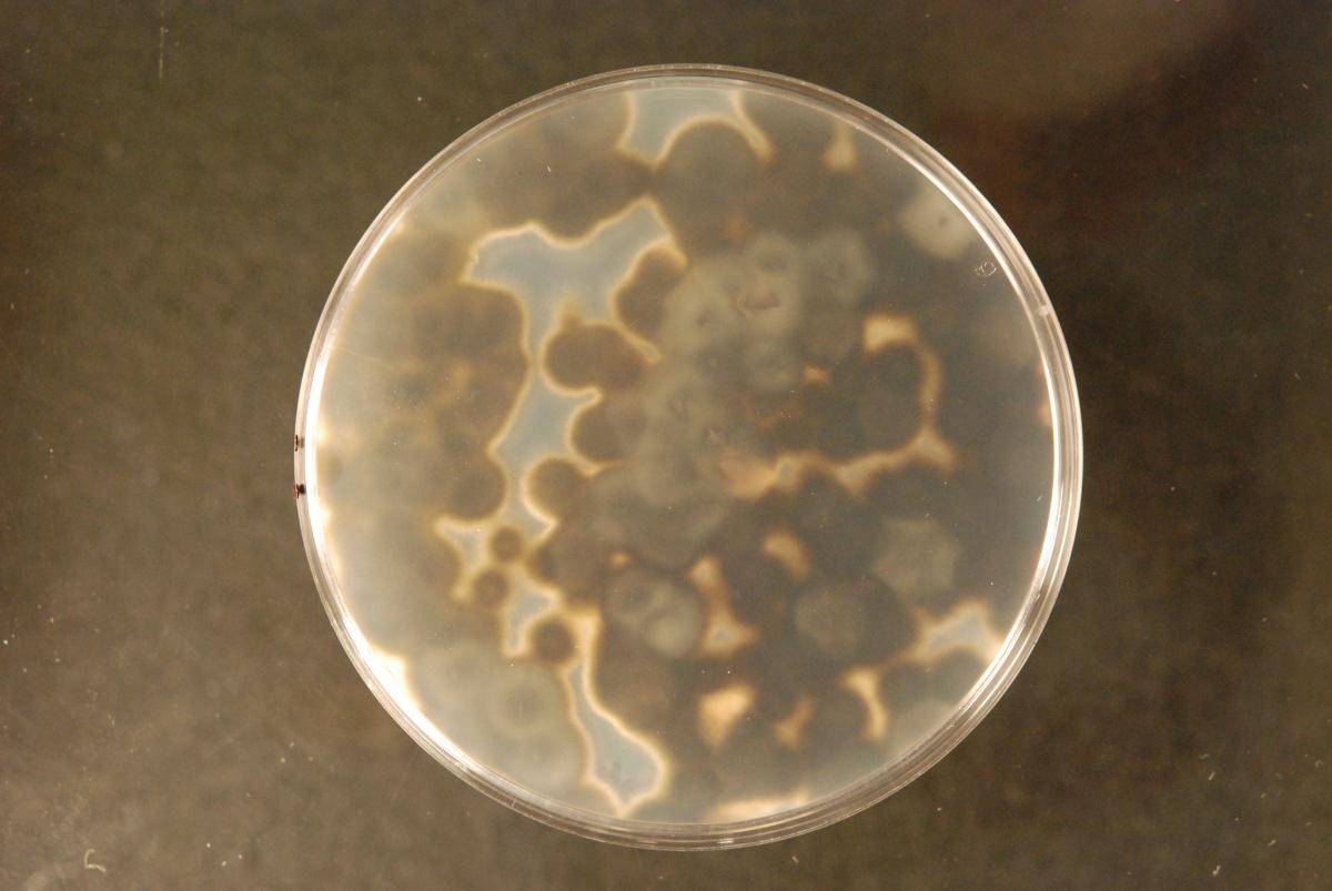Amorphotheca resinae image
