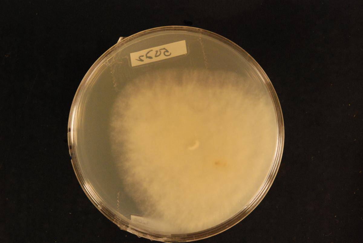 Hypocrea coprosma image