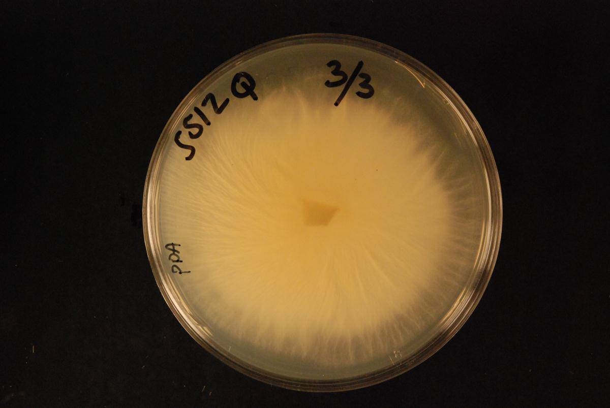 Lecanicillium psalliotae image