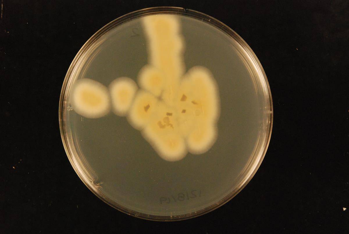Penicillium glabrum image