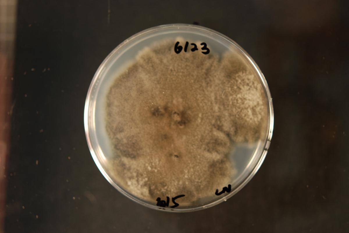 Curvularia image