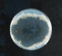 Neofusicoccum parvum image