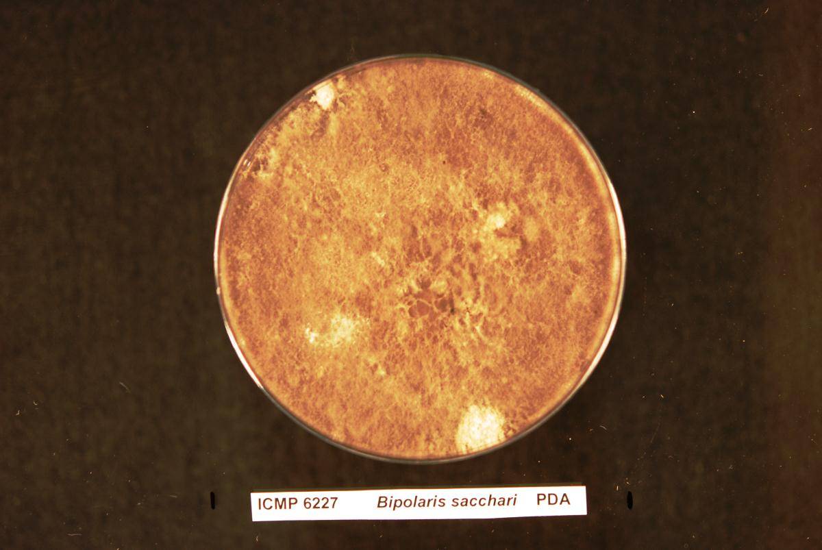 Bipolaris sacchari image