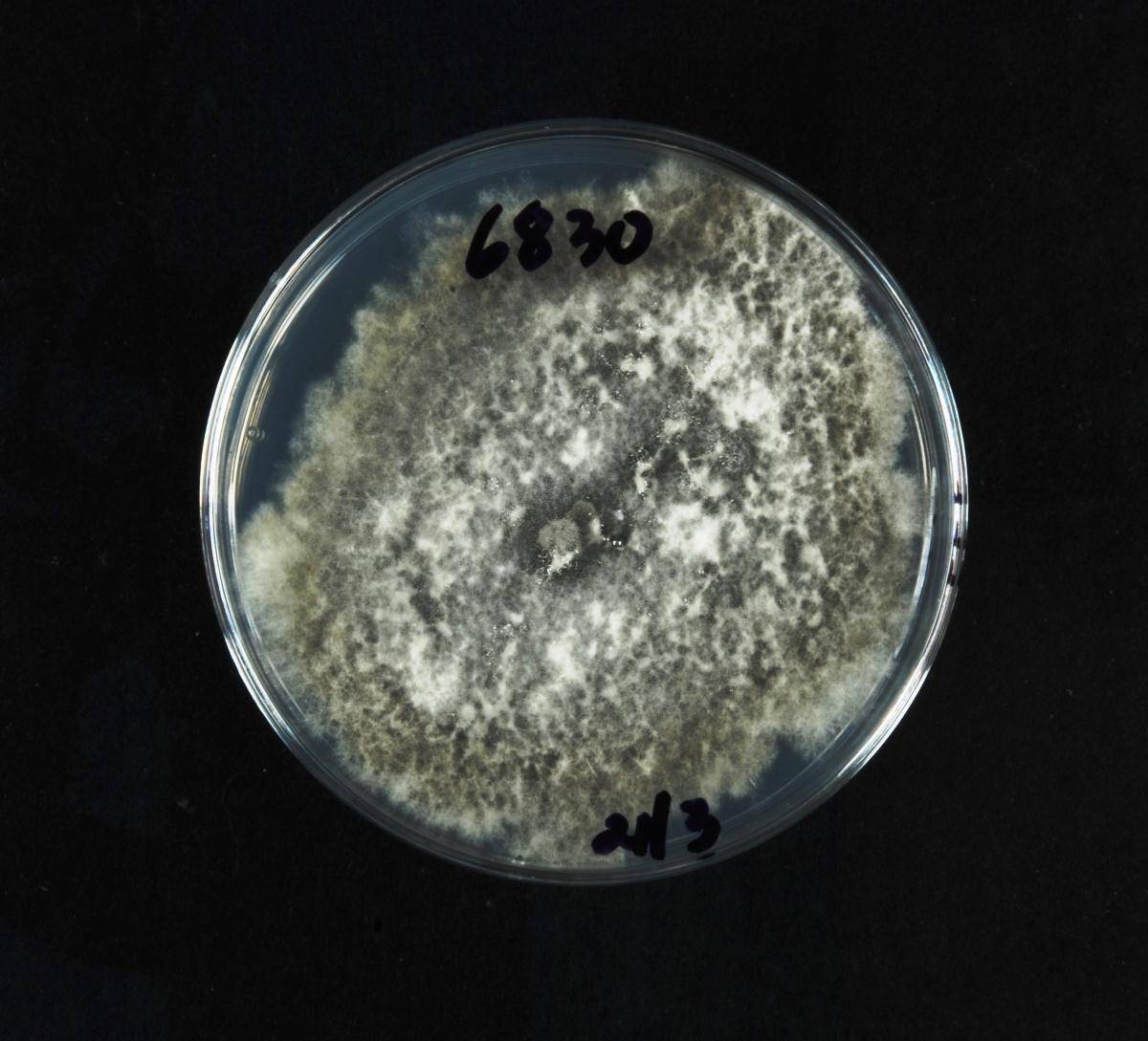 Neofusicoccum parvum image