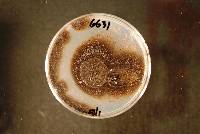 Phoma medicaginis image