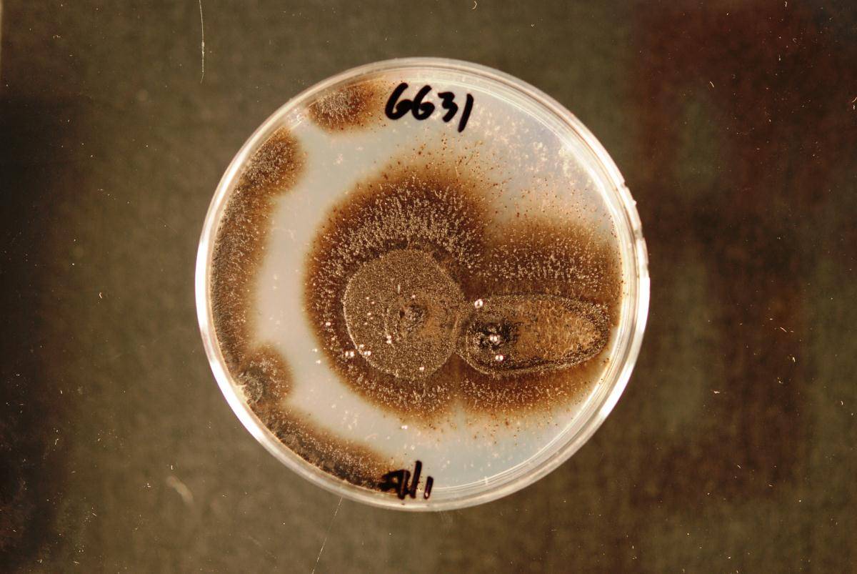Phoma medicaginis image