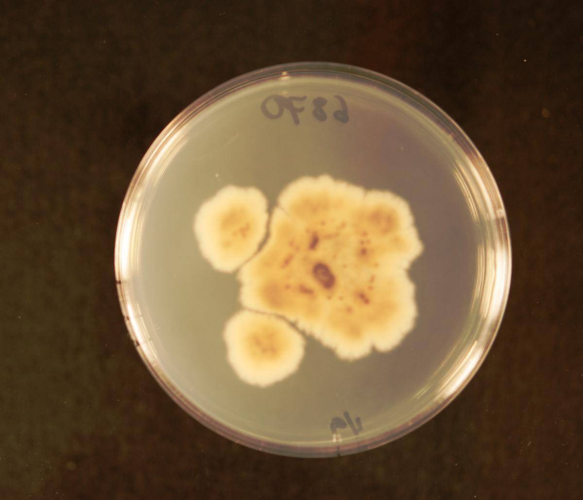 Colletotrichum orbiculare image