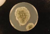 Aspergillus clavatus image