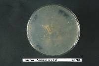 Fusarium anthophilum image