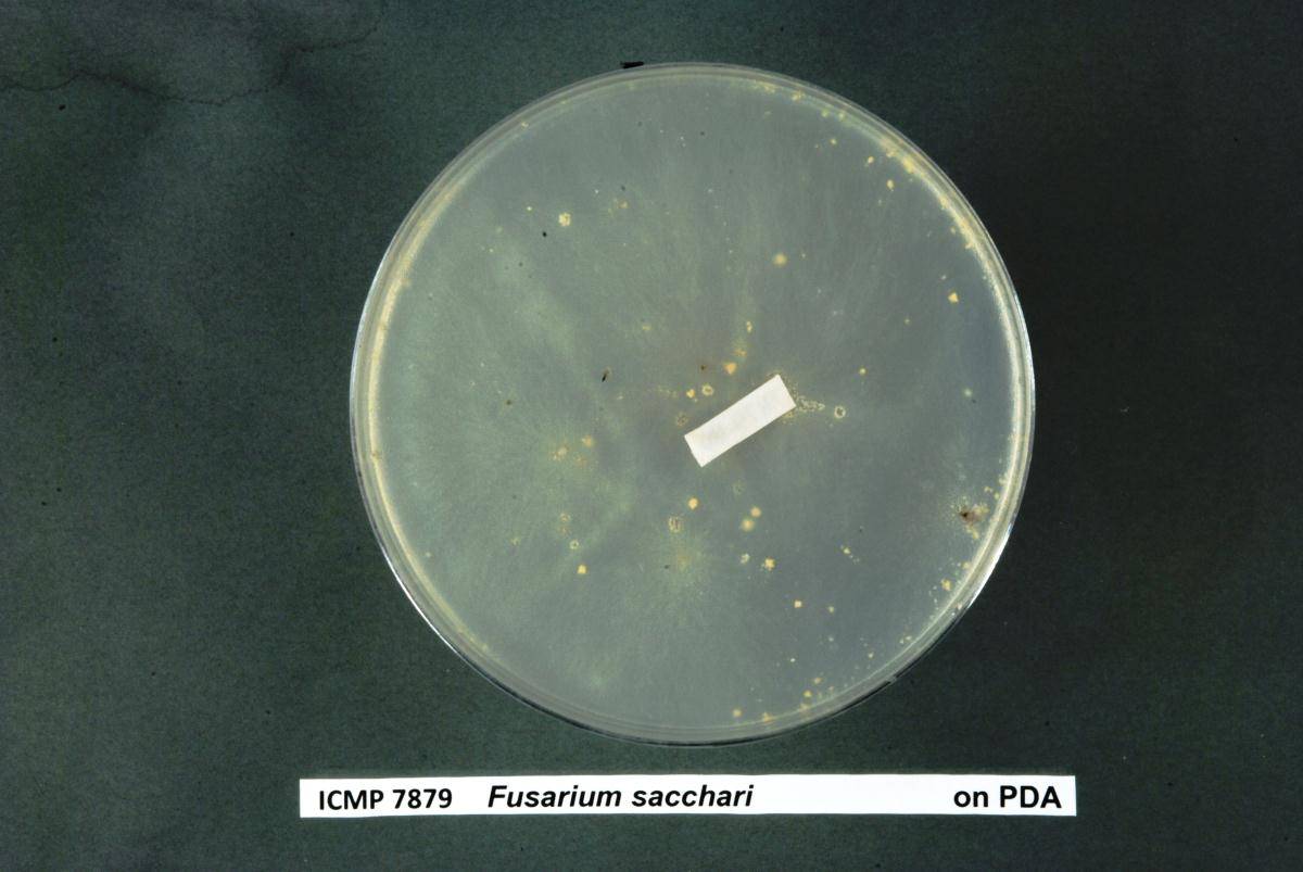 Fusarium anthophilum image