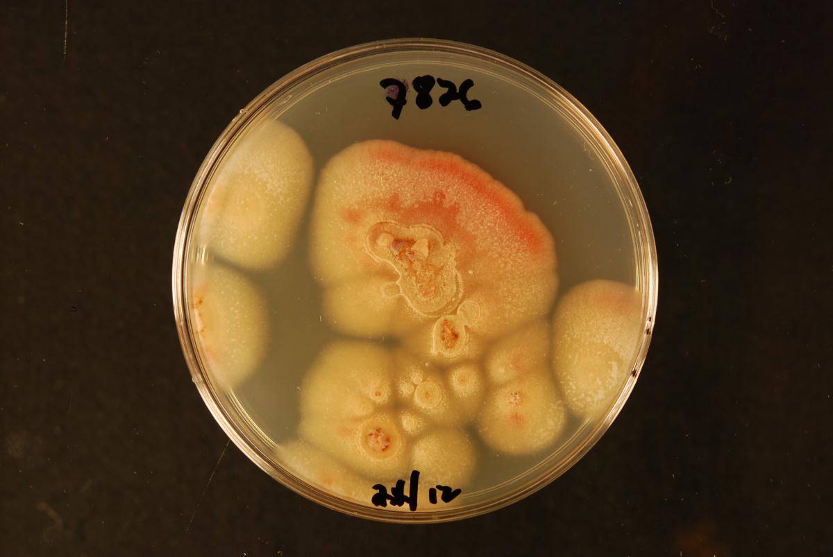 Neofabraea actinidiae image