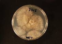 Botrytis cinerea image