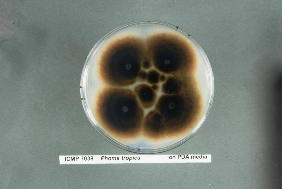 Phoma tropica image