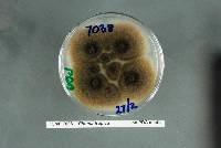 Phoma tropica image