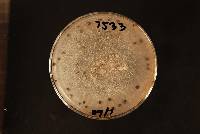 Botrytis cinerea image