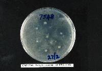 Botrytis cinerea image