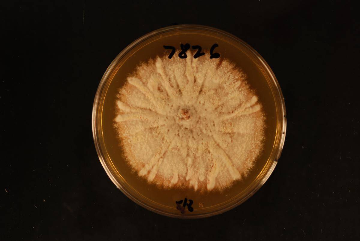 Neofabraea actinidiae image