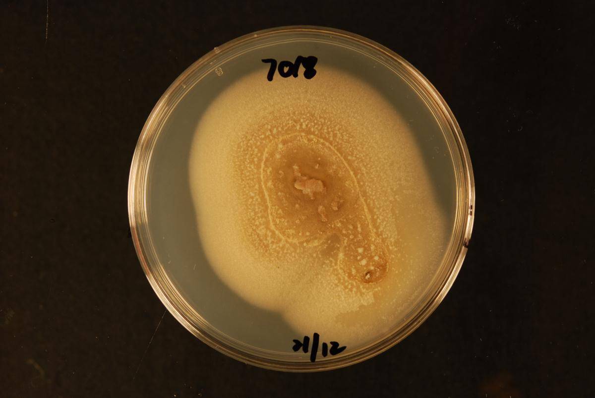Cryptosporiopsis actinidiae image