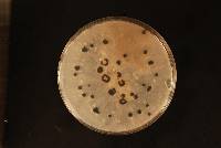 Botrytis cinerea image
