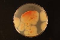 Neofabraea actinidiae image