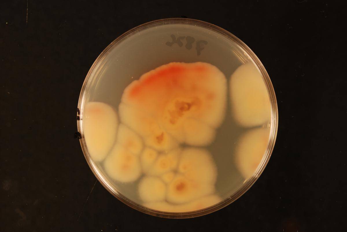 Neofabraea actinidiae image