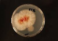 Fusarium praegraminearum image