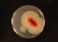 Fusarium praegraminearum image
