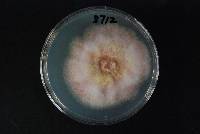 Fusarium avenaceum image