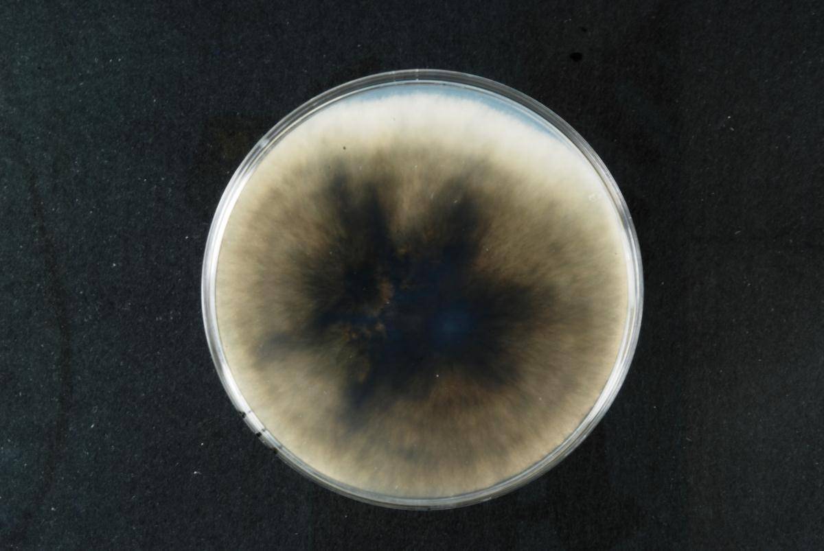 Pyrenophora image