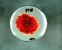 Fusarium cortaderiae image