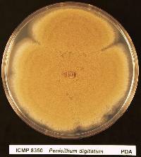 Penicillium digitatum image