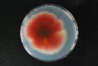 Fusarium avenaceum image