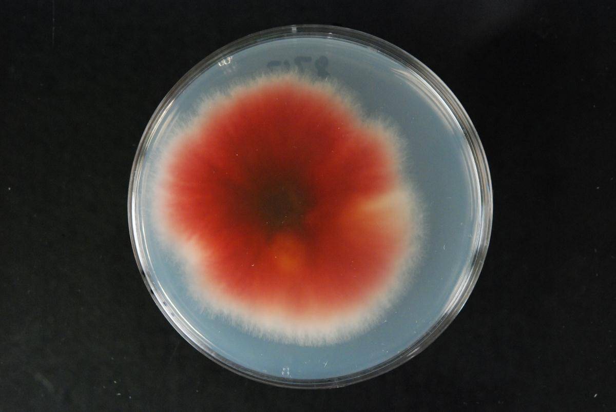 Fusarium avenaceum image
