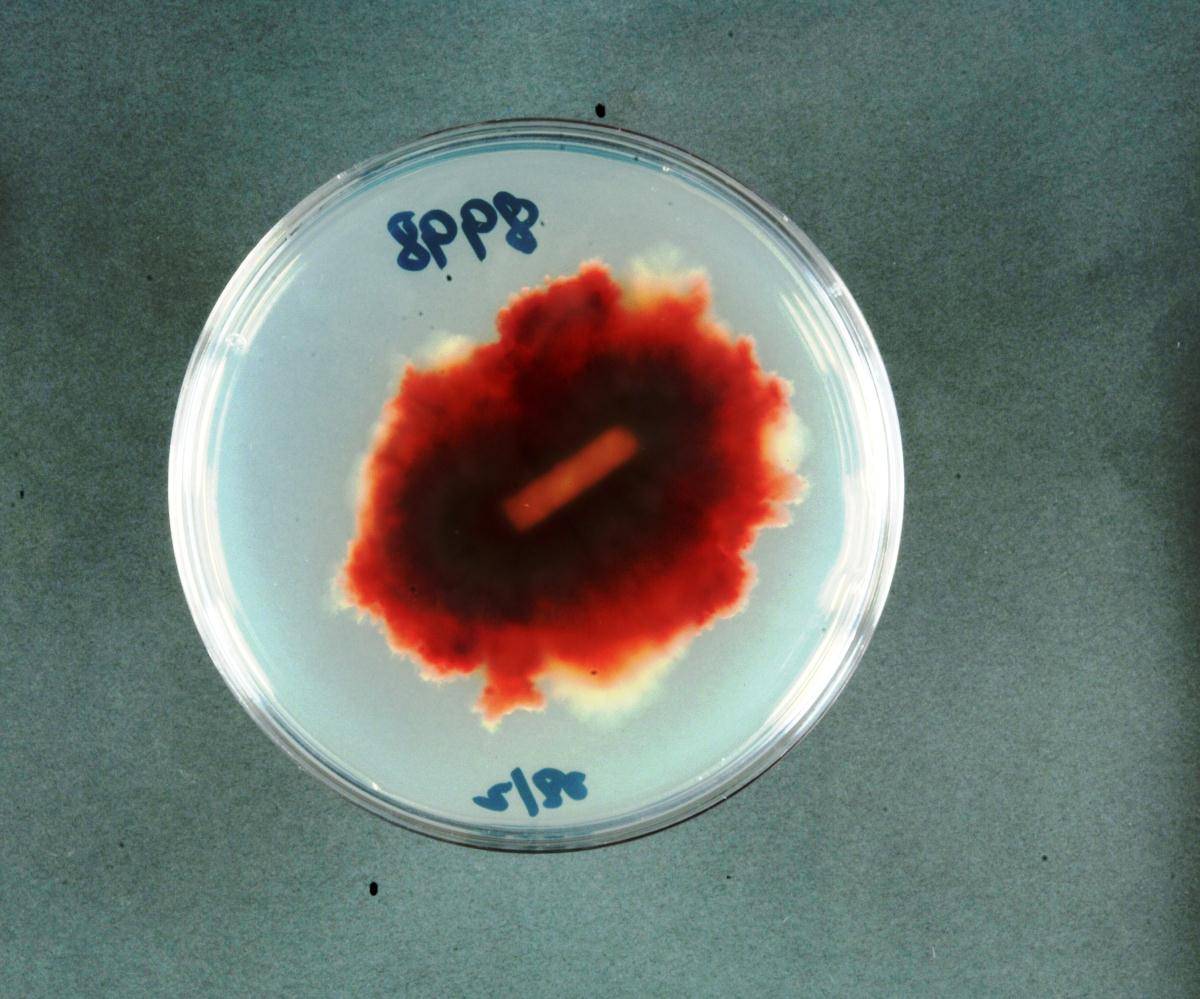 Fusarium cortaderiae image