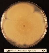 Penicillium digitatum image