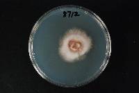 Fusarium avenaceum image