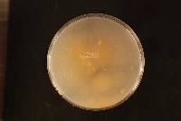 Fusarium equiseti image