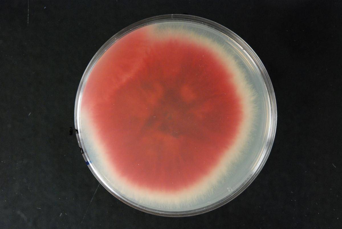 Gibberella avenacea image
