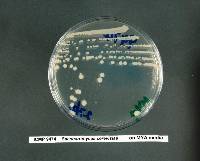 Saccharomyces cerevisiae image