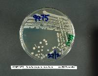 Saccharomyces cerevisiae image