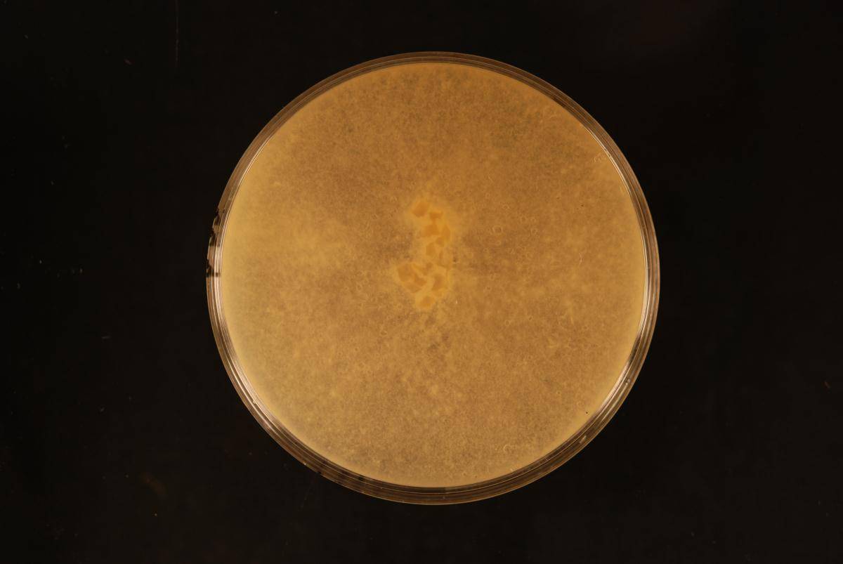 Heterobasidion araucariae image