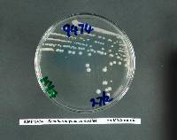 Saccharomyces cerevisiae image