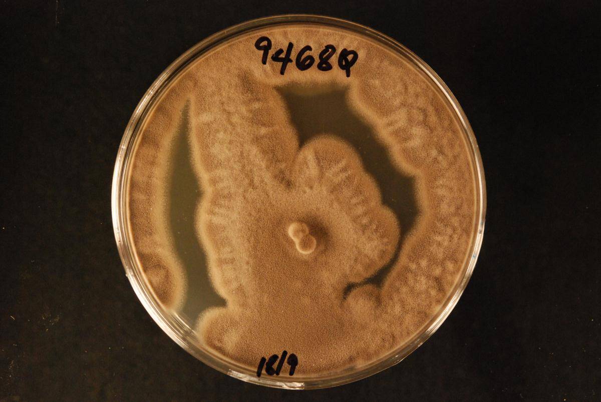 Penicillium ludwigii image