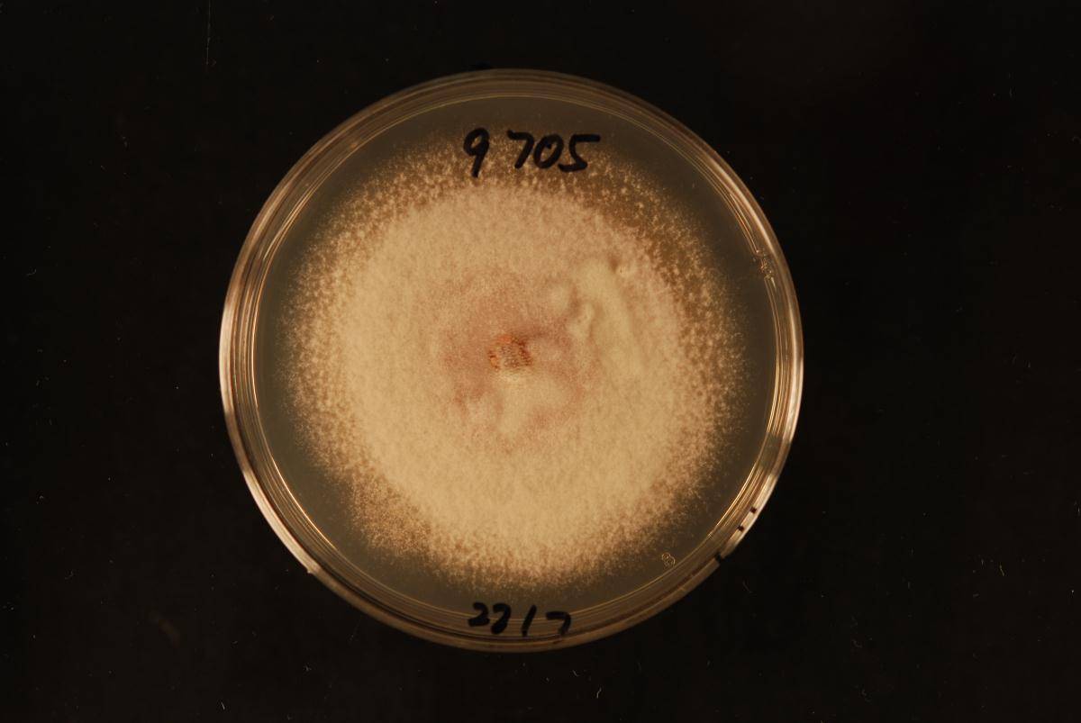 Fusarium zealandicum image