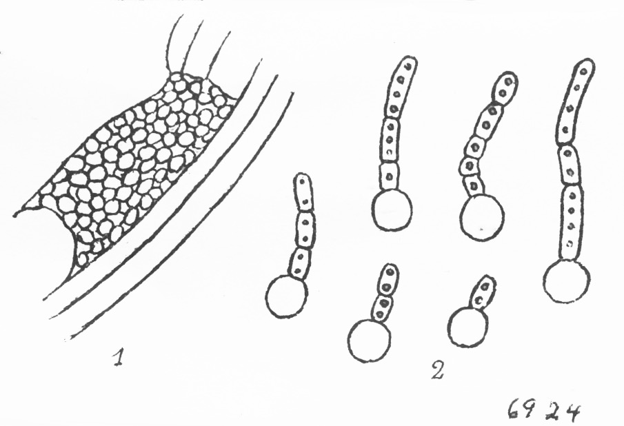 Entorrhiza solani image