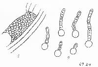 Entorrhiza solani image