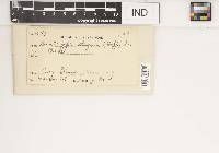 Diatrype stigma image