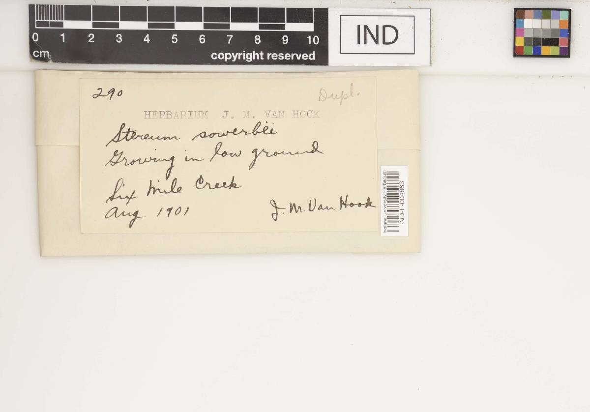 Stereum sowerbeii image
